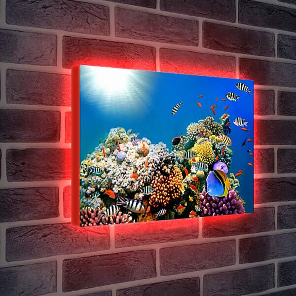 Лайтбокс световая панель - Короллы и рыбы
