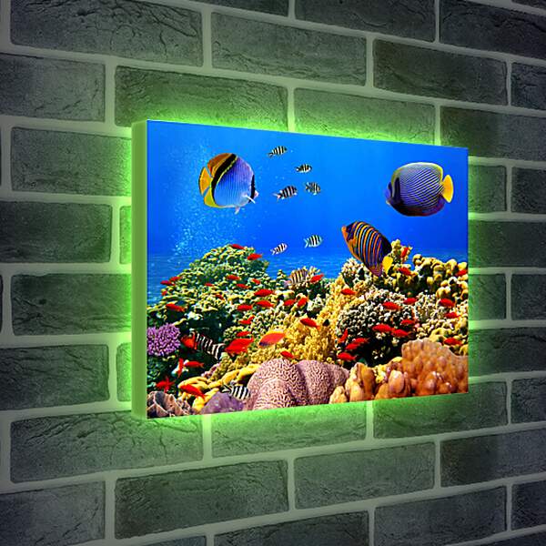 Лайтбокс световая панель - Красные рыбки
