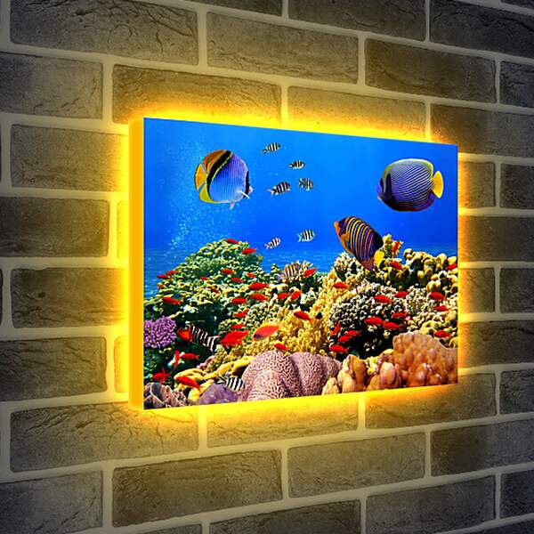 Лайтбокс световая панель - Красные рыбки
