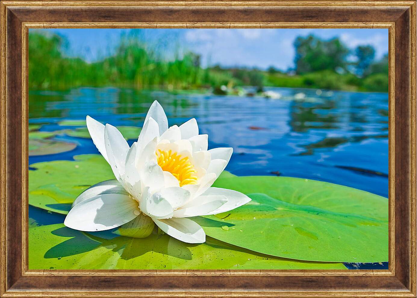 Картина в раме - Красивая водяная лилия
