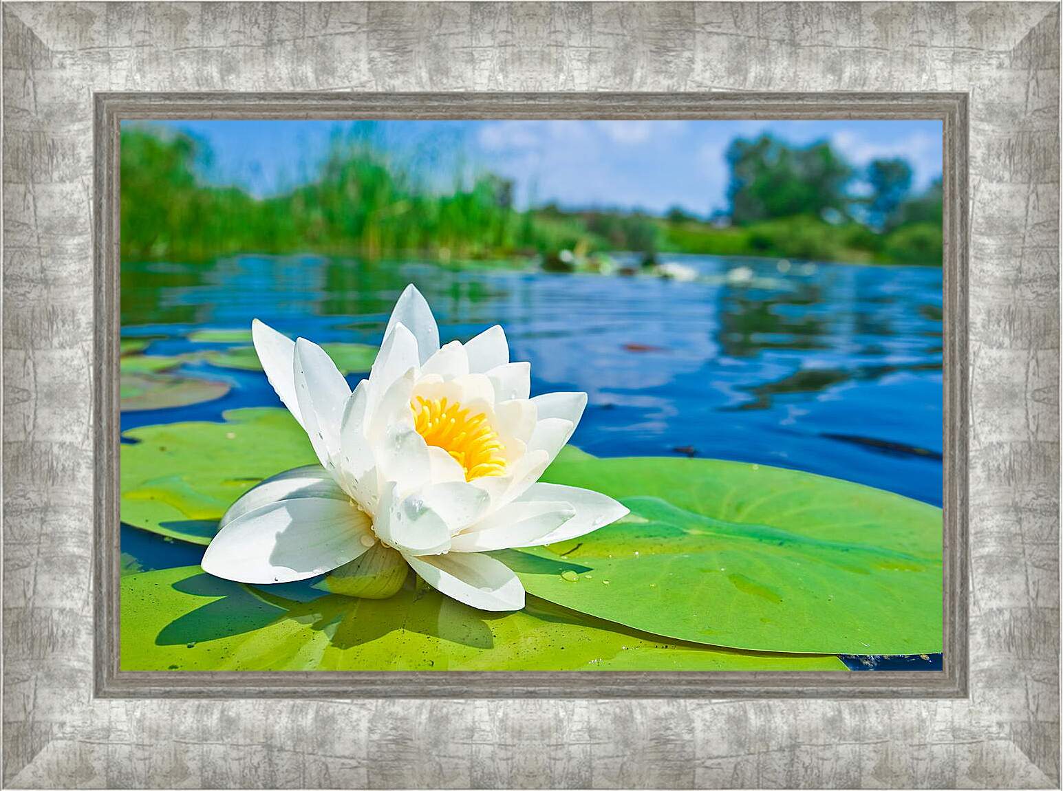 Картина в раме - Красивая водяная лилия
