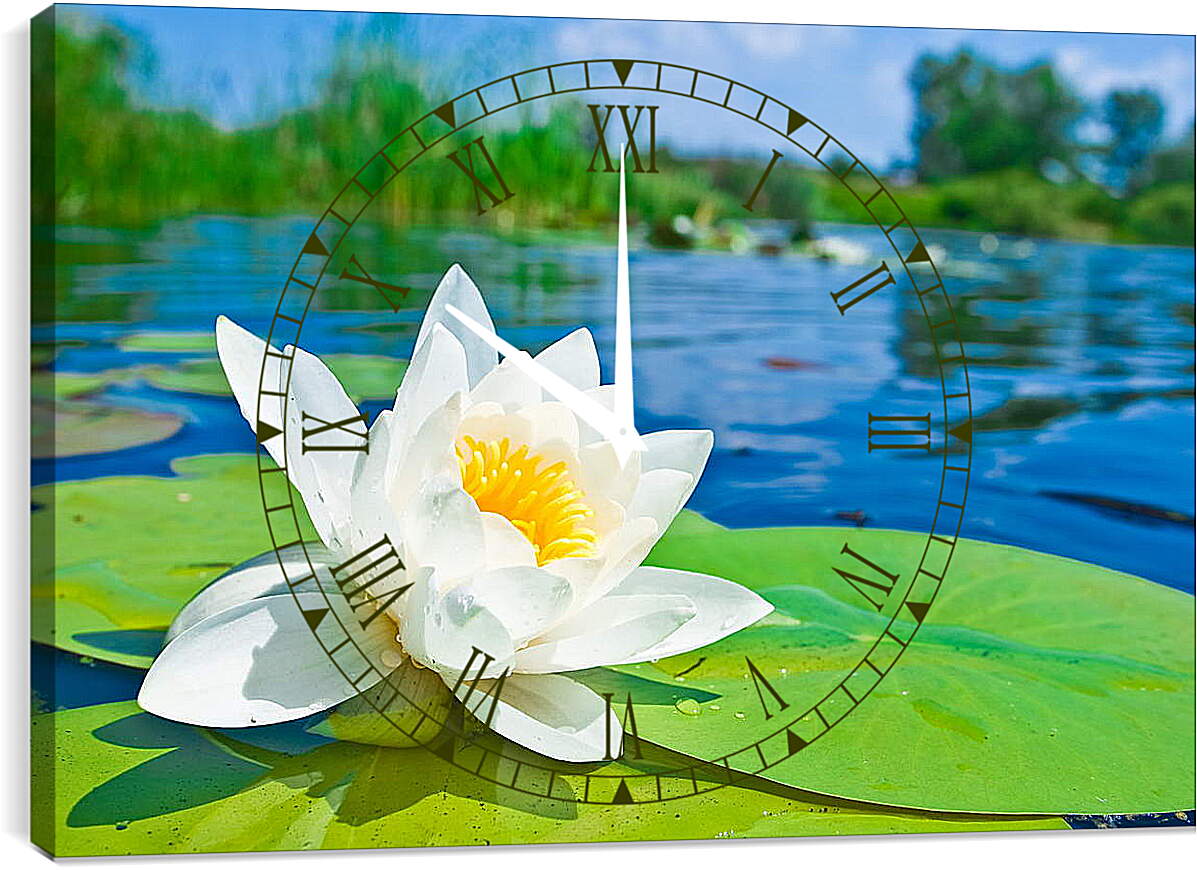 Часы картина - Красивая водяная лилия
