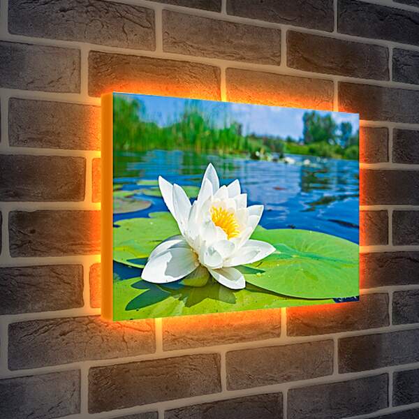 Лайтбокс световая панель - Красивая водяная лилия
