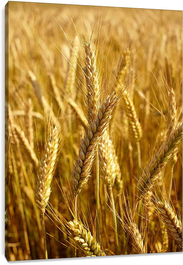 Постер и плакат - Красивая пшеница
