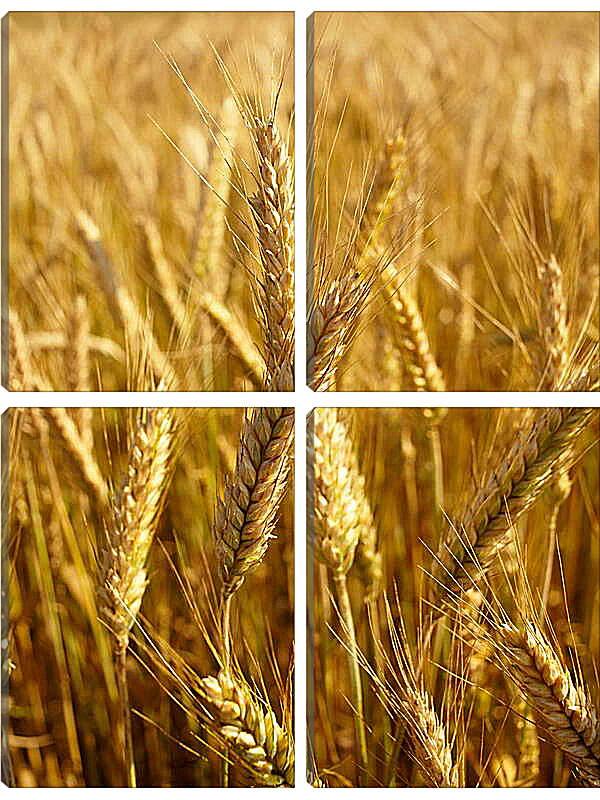 Модульная картина - Красивая пшеница
