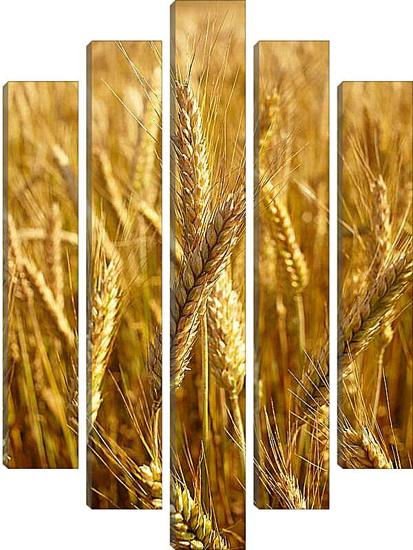 Модульная картина - Красивая пшеница
