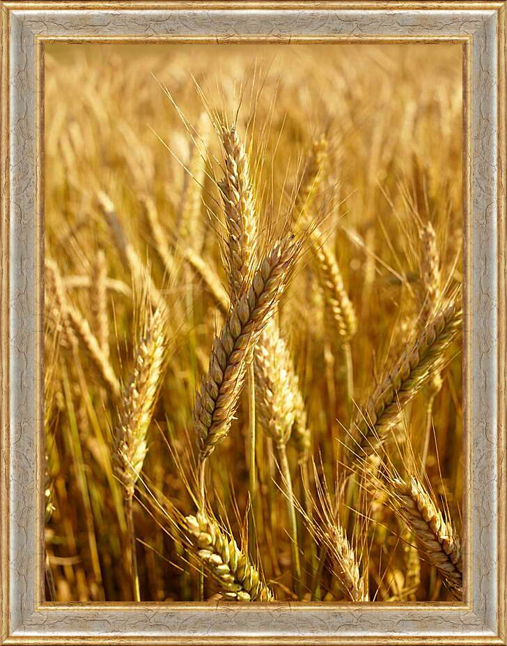 Картина в раме - Красивая пшеница
