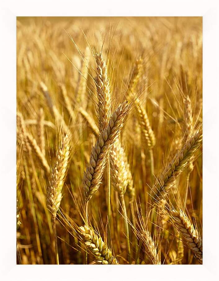 Картина в раме - Красивая пшеница
