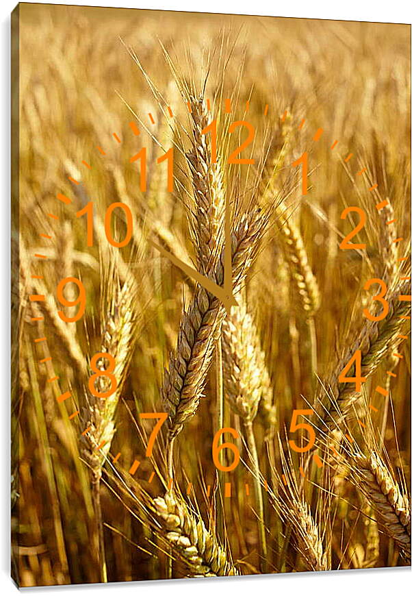 Часы картина - Красивая пшеница
