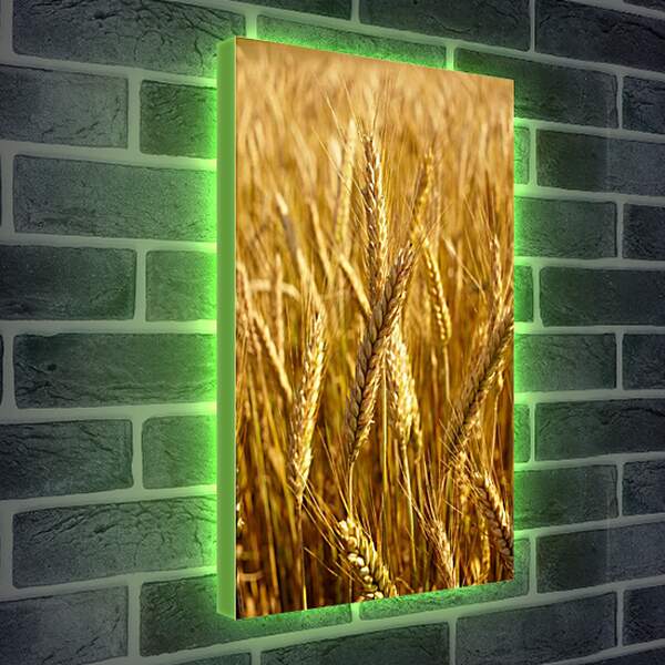 Лайтбокс световая панель - Красивая пшеница
