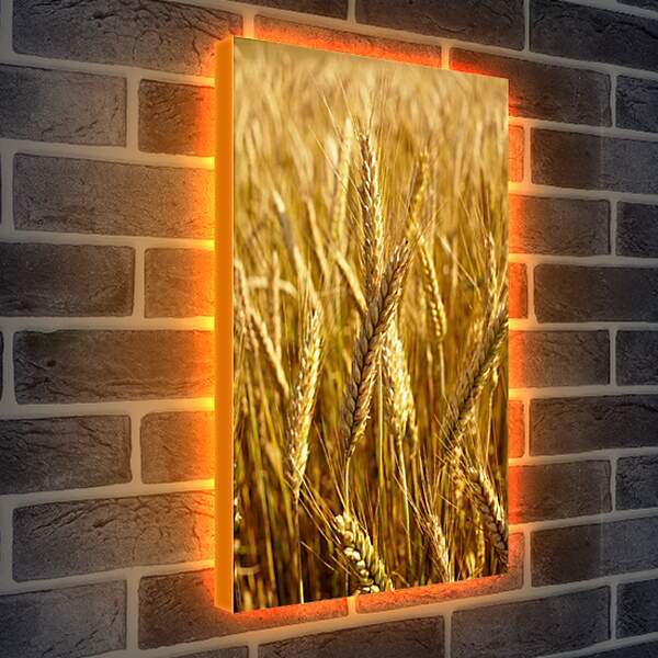Лайтбокс световая панель - Красивая пшеница
