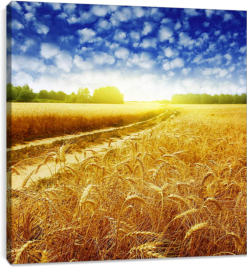 Постер и плакат - Дорога в пшеничном поле
