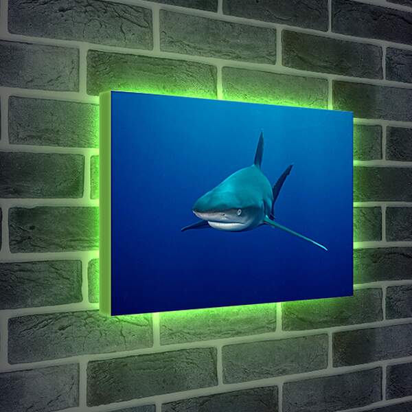 Лайтбокс световая панель - Акула
