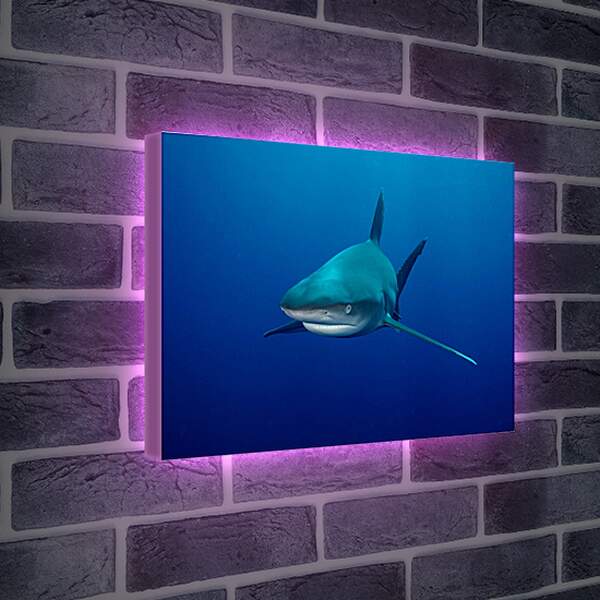 Лайтбокс световая панель - Акула

