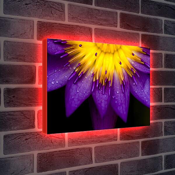 Лайтбокс световая панель - Красивый цветок
