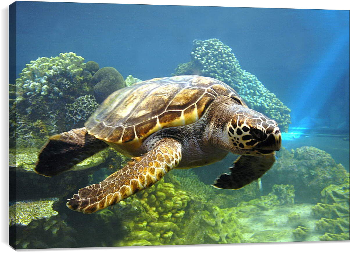 Постер и плакат - Морская черепаха
