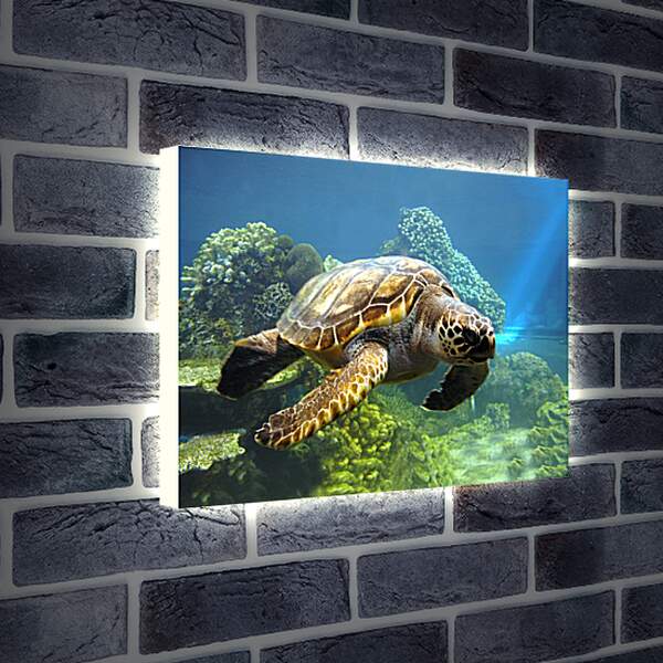 Лайтбокс световая панель - Морская черепаха
