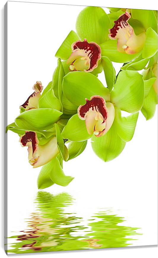 Постер и плакат - Орхидеи над водой
