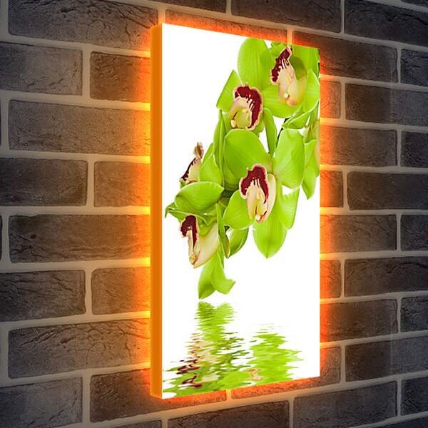 Лайтбокс световая панель - Орхидеи над водой

