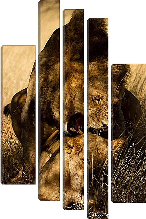 Модульная картина - Лев и львица