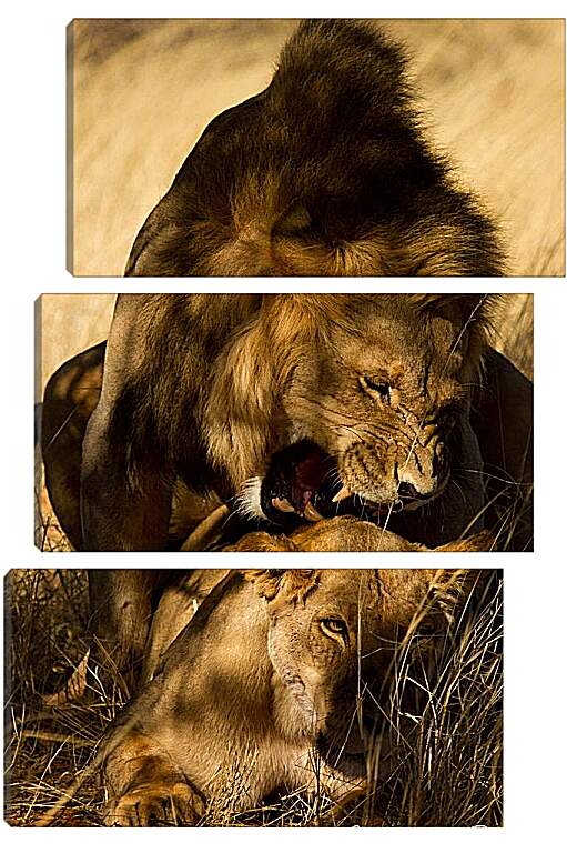 Модульная картина - Лев и львица