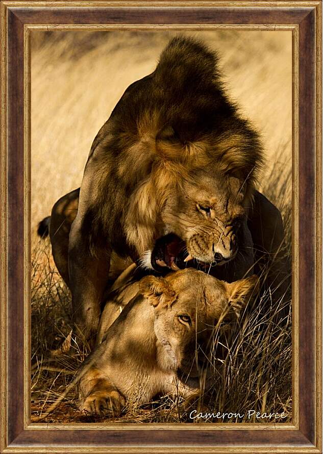 Картина в раме - Лев и львица