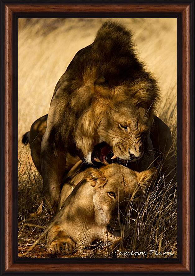 Картина в раме - Лев и львица