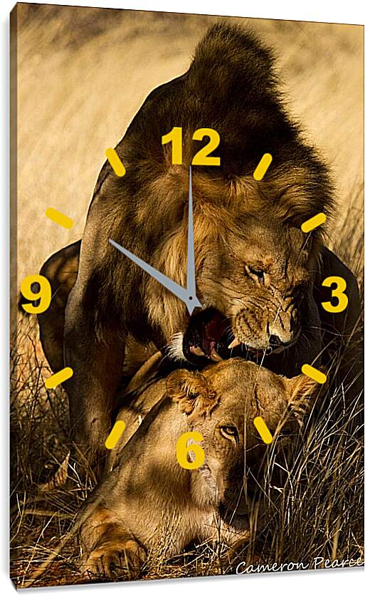 Часы картина - Лев и львица