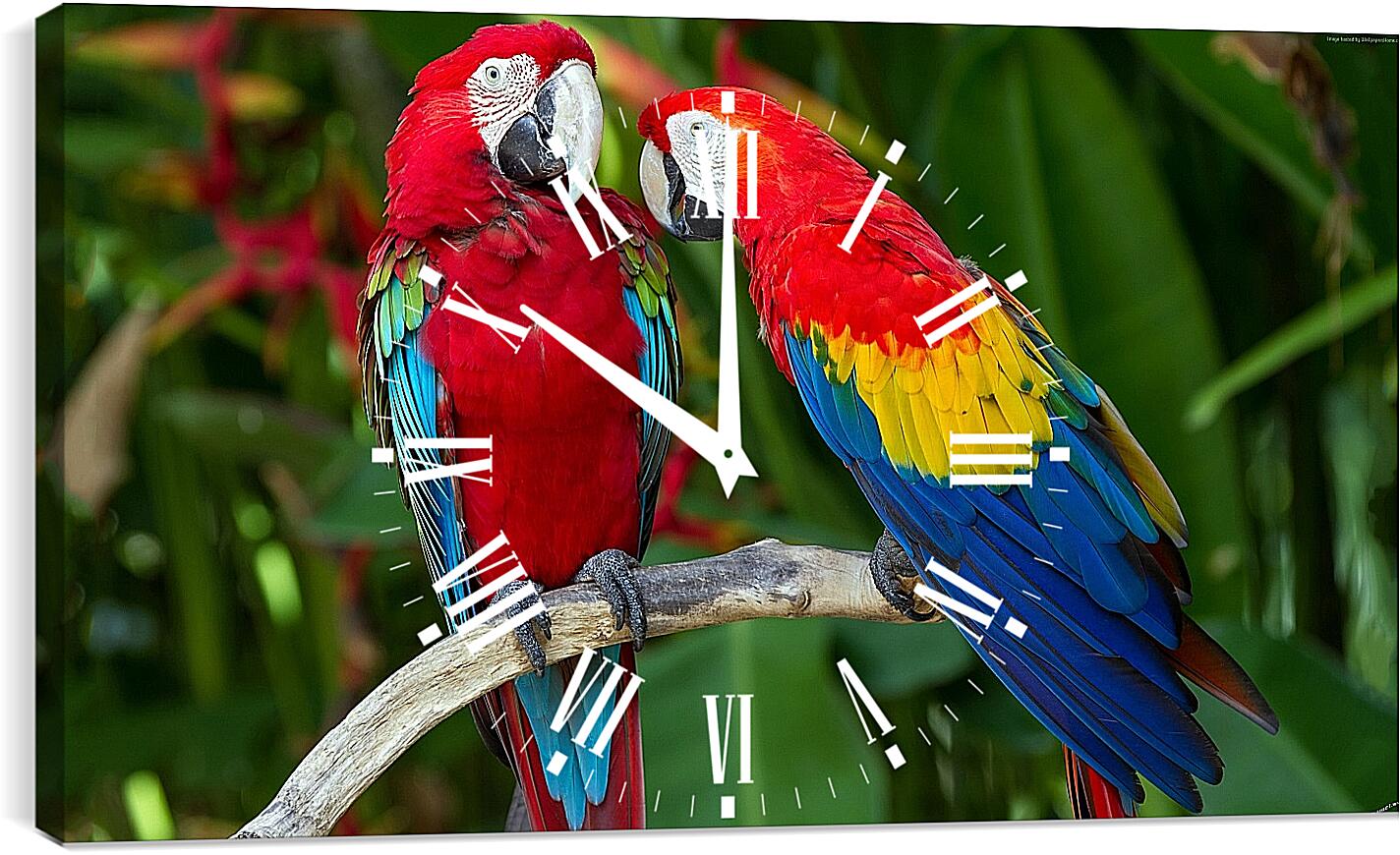 Часы картина - Попугайчики