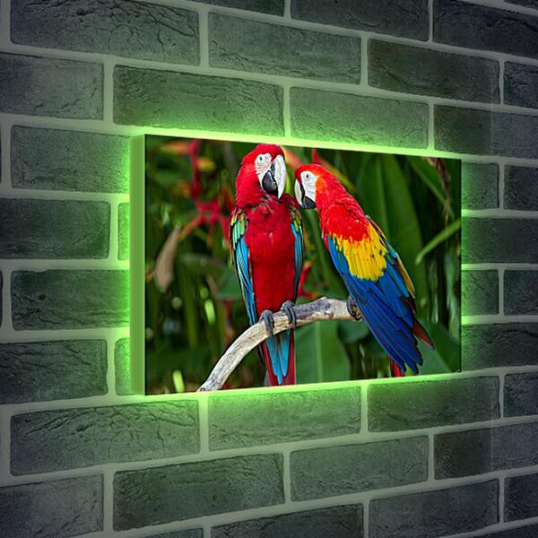 Лайтбокс световая панель - Попугайчики