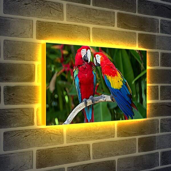 Лайтбокс световая панель - Попугайчики