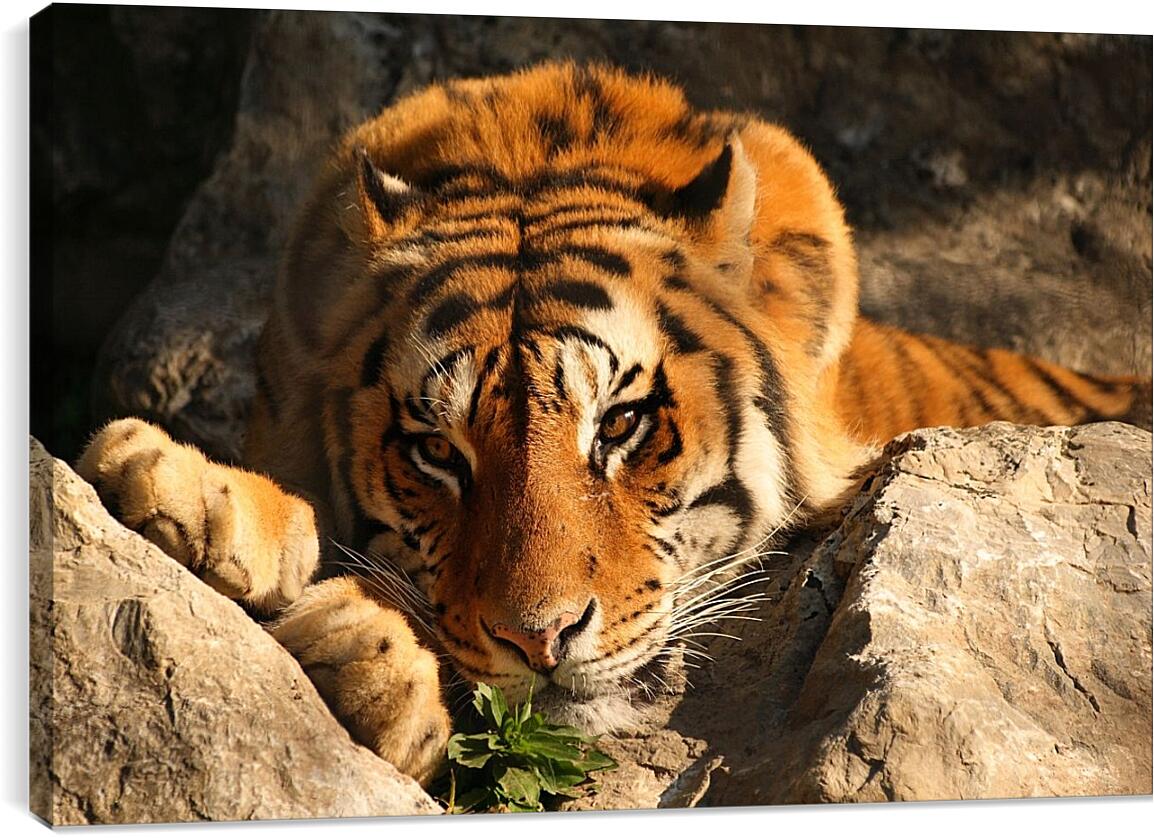 Постер и плакат - Бенгальский тигр. Крупным планом