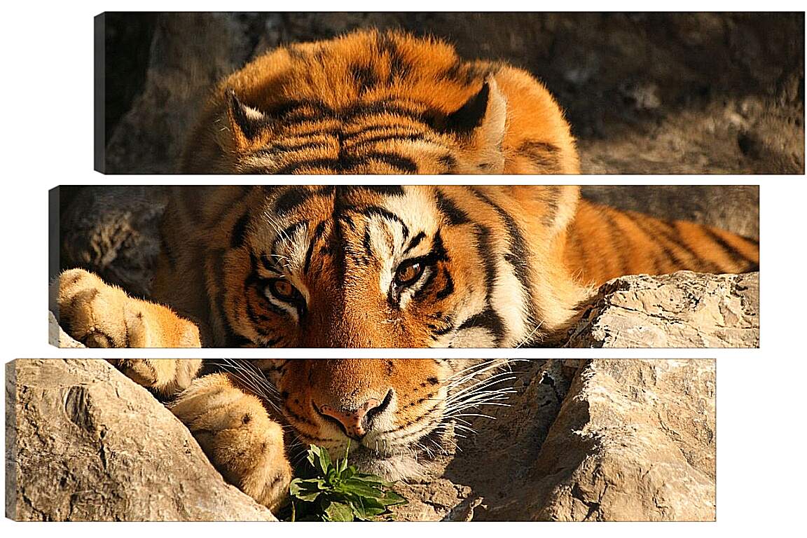 Модульная картина - Бенгальский тигр. Крупным планом