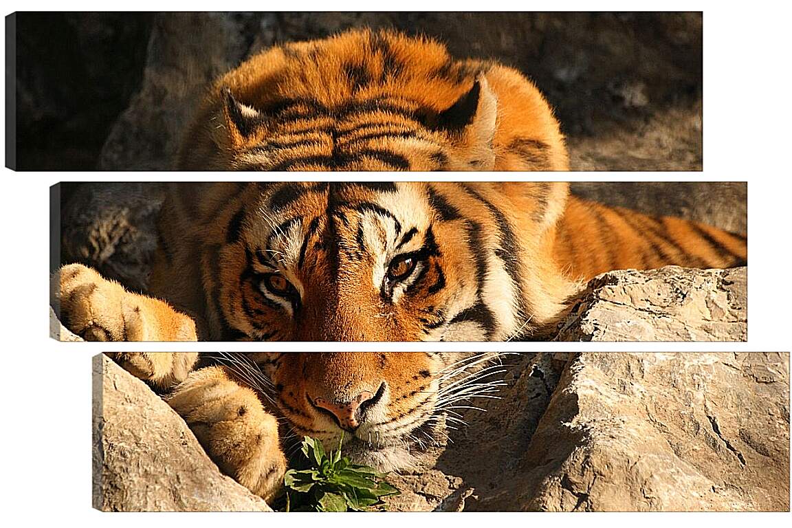 Модульная картина - Бенгальский тигр. Крупным планом