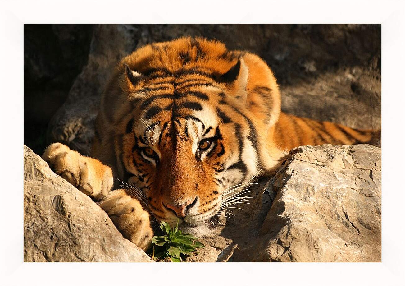 Картина в раме - Бенгальский тигр. Крупным планом