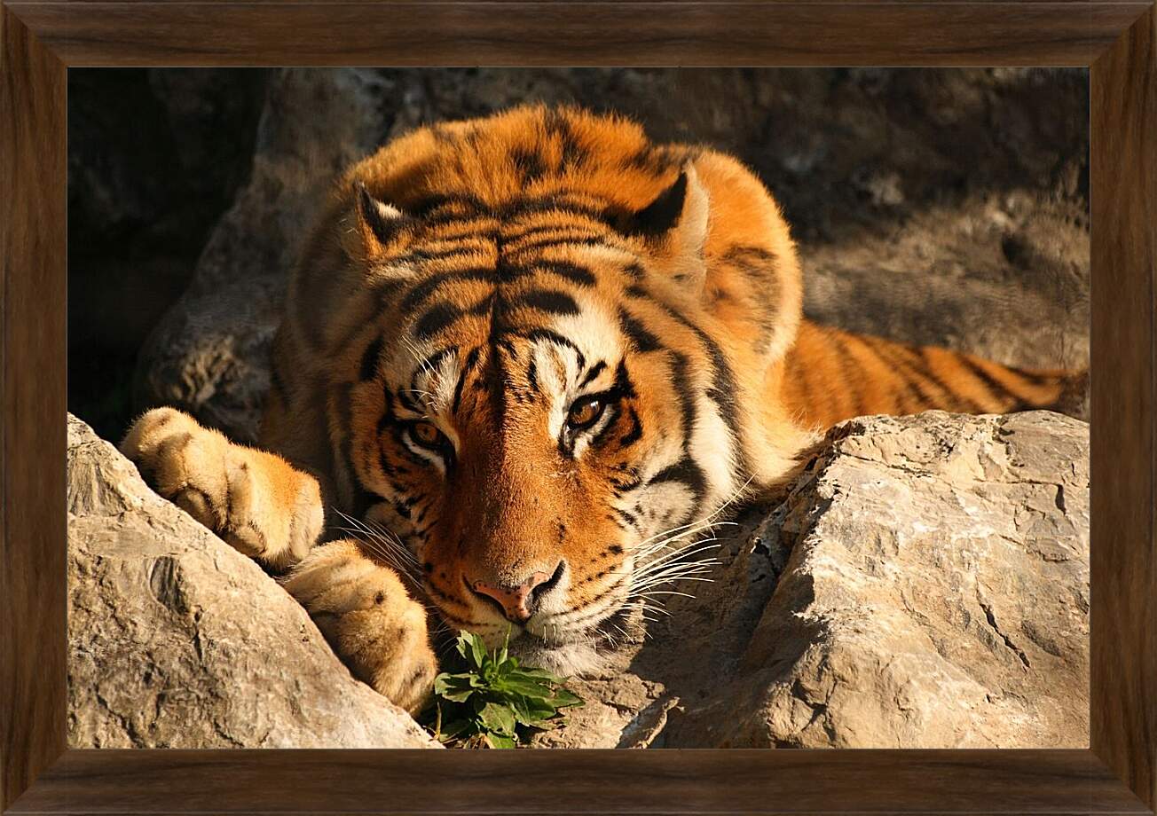 Картина в раме - Бенгальский тигр. Крупным планом