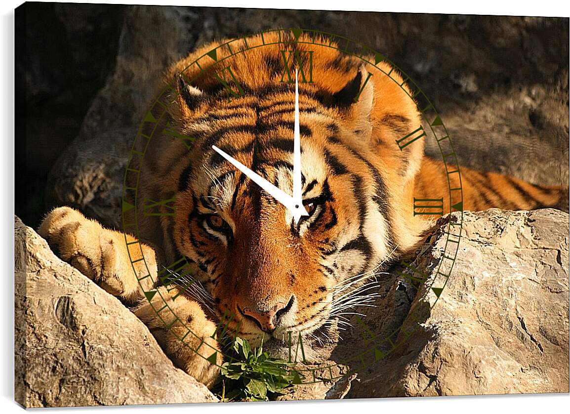 Часы картина - Бенгальский тигр. Крупным планом
