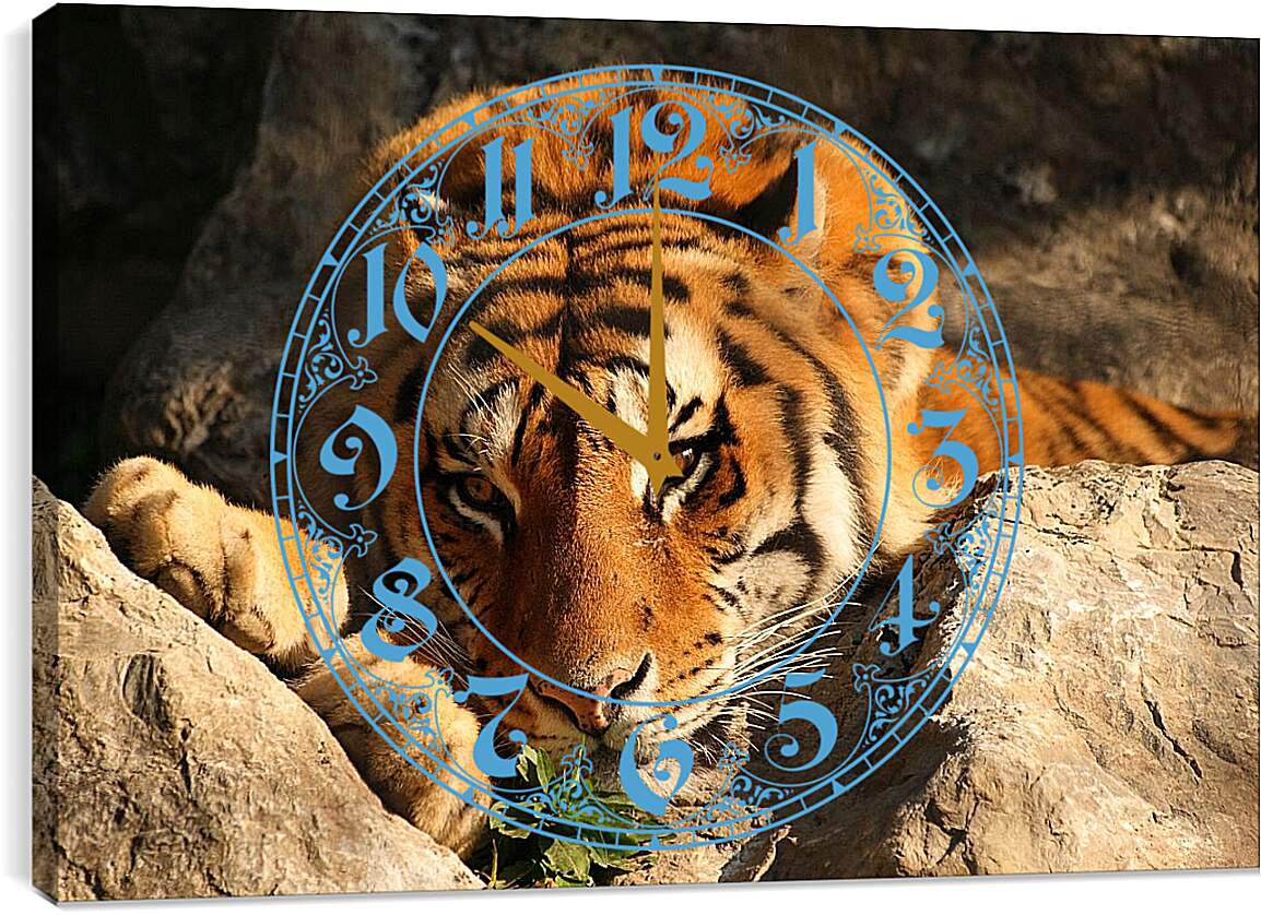 Часы картина - Бенгальский тигр. Крупным планом