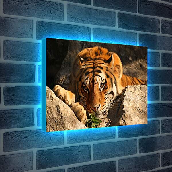 Лайтбокс световая панель - Бенгальский тигр. Крупным планом
