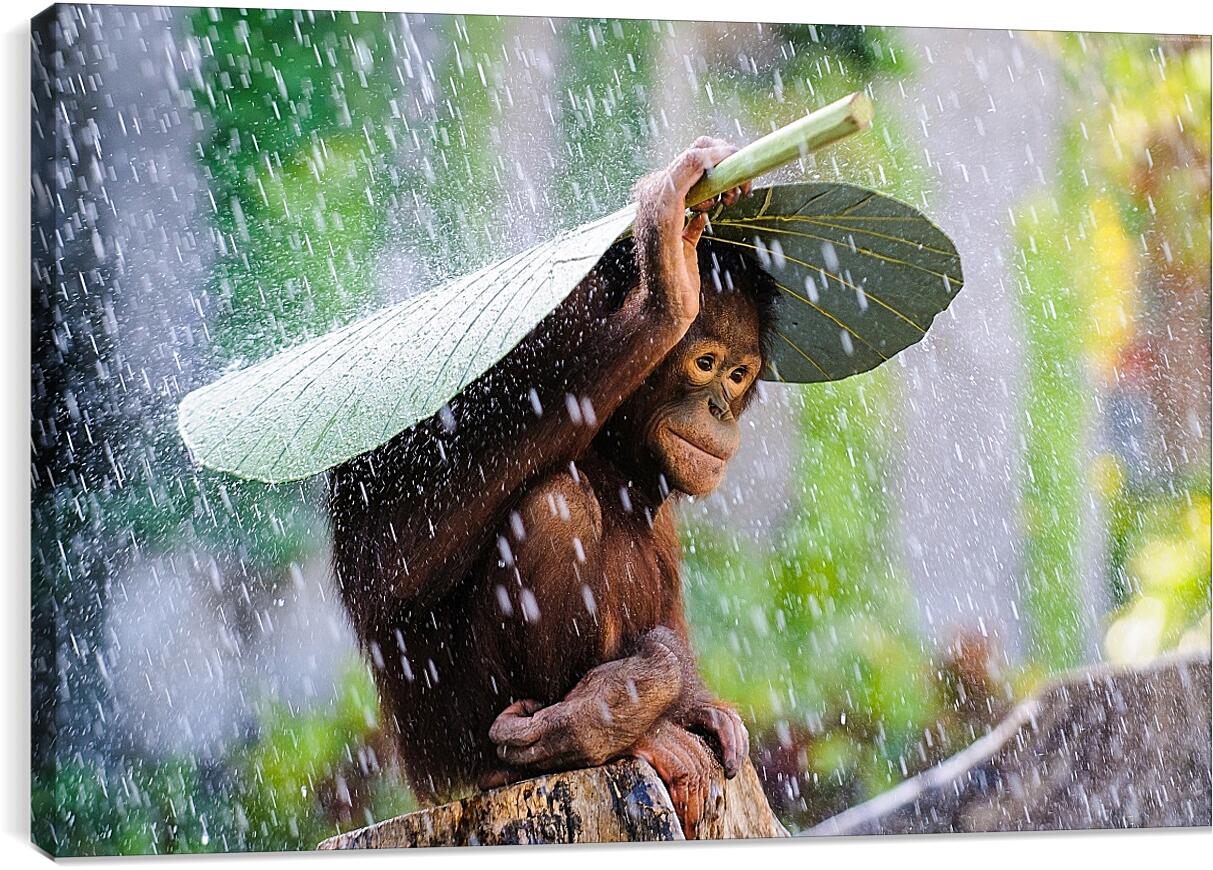 Постер и плакат - Обезьянка прячется от дождя