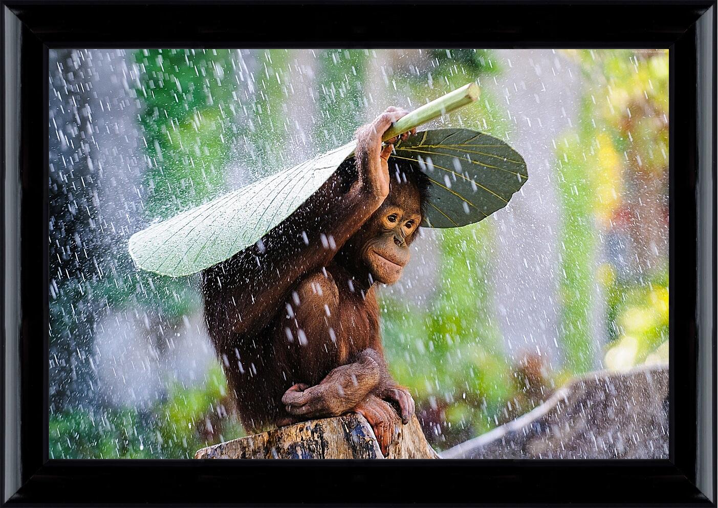 Картина в раме - Обезьянка прячется от дождя