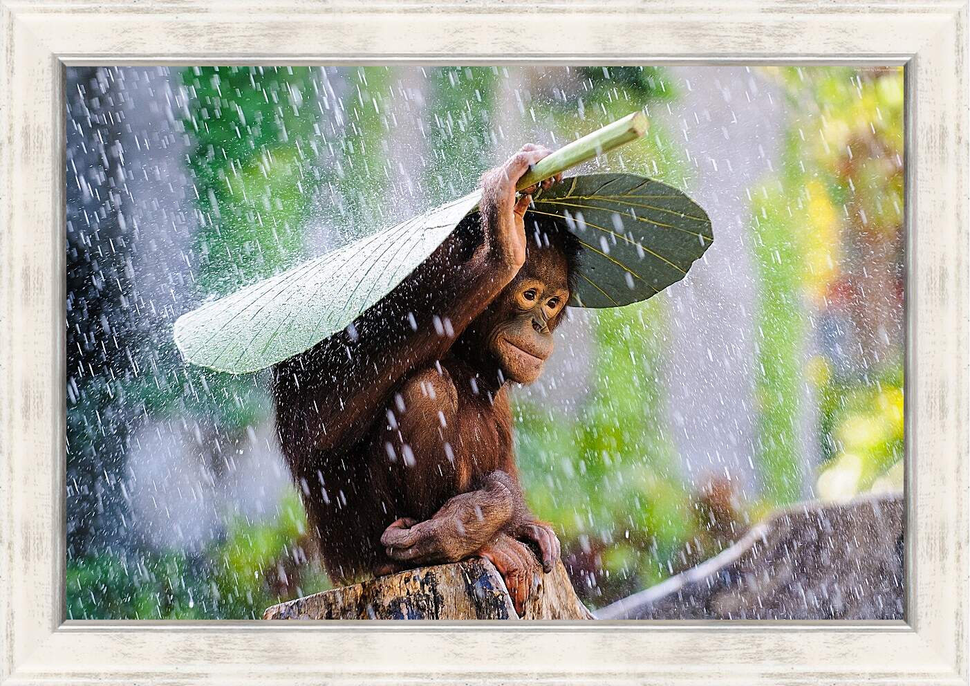 Картина в раме - Обезьянка прячется от дождя