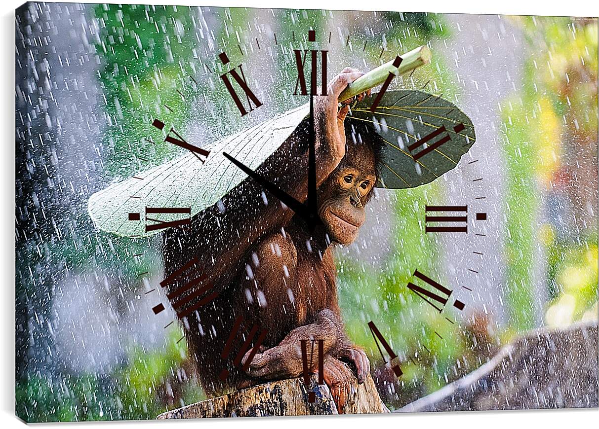 Часы картина - Обезьянка прячется от дождя