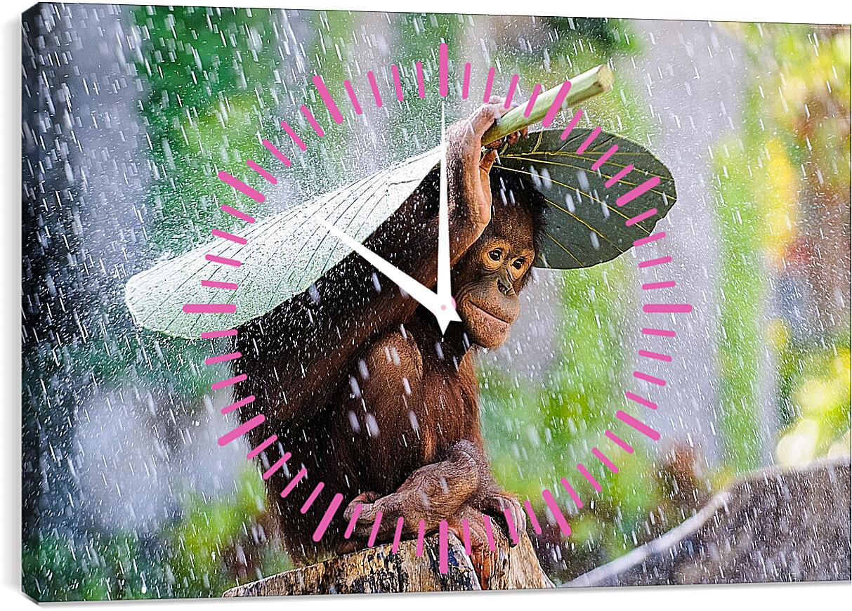 Часы картина - Обезьянка прячется от дождя