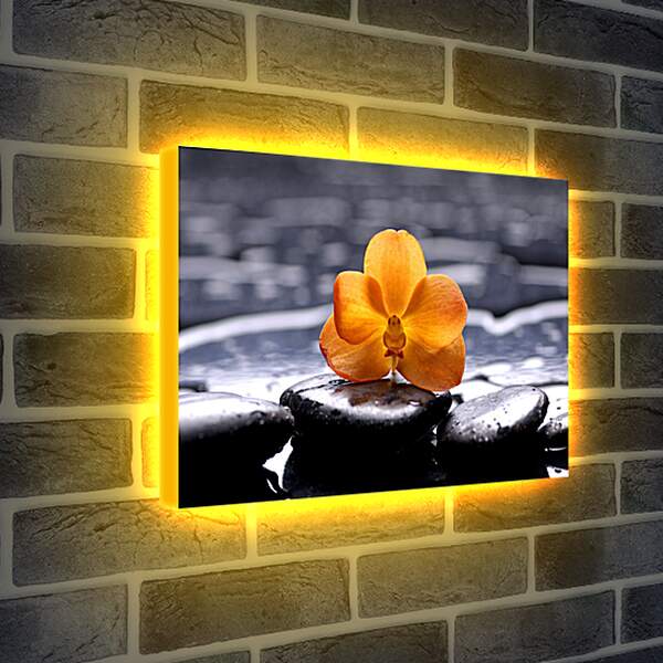 Лайтбокс световая панель - Жёлтая орхидея
