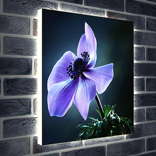 Лайтбокс световая панель - Сиреневый цветок