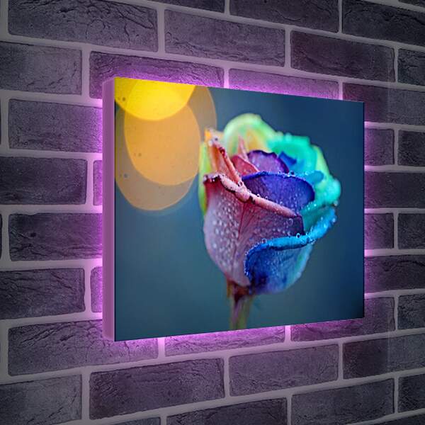 Лайтбокс световая панель - Цветная роза