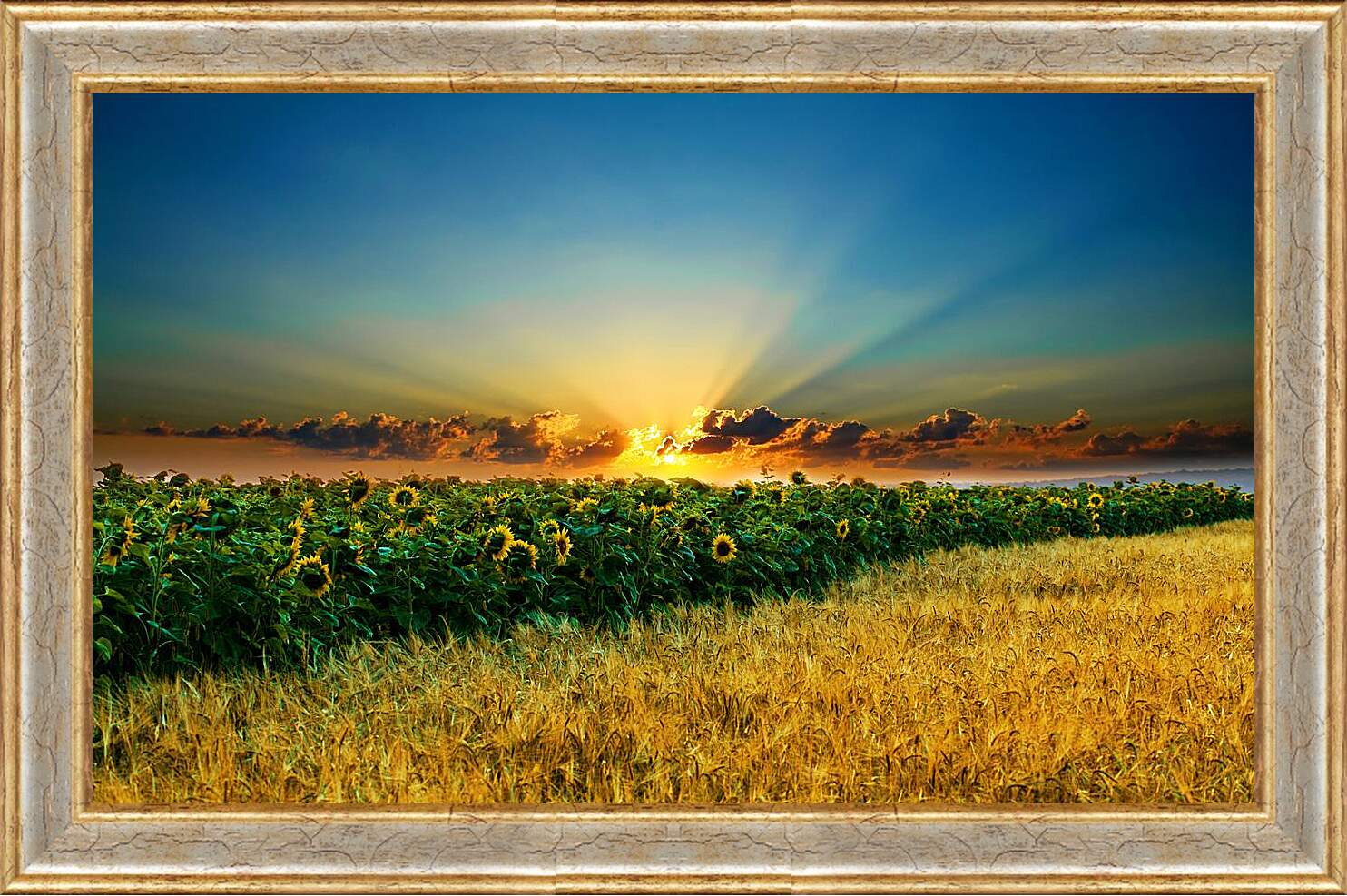 Картина в раме - Закт над полем подсолнухов