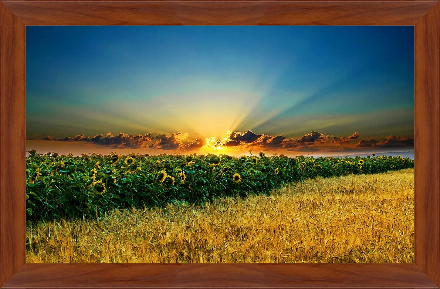 Картина в раме - Закт над полем подсолнухов
