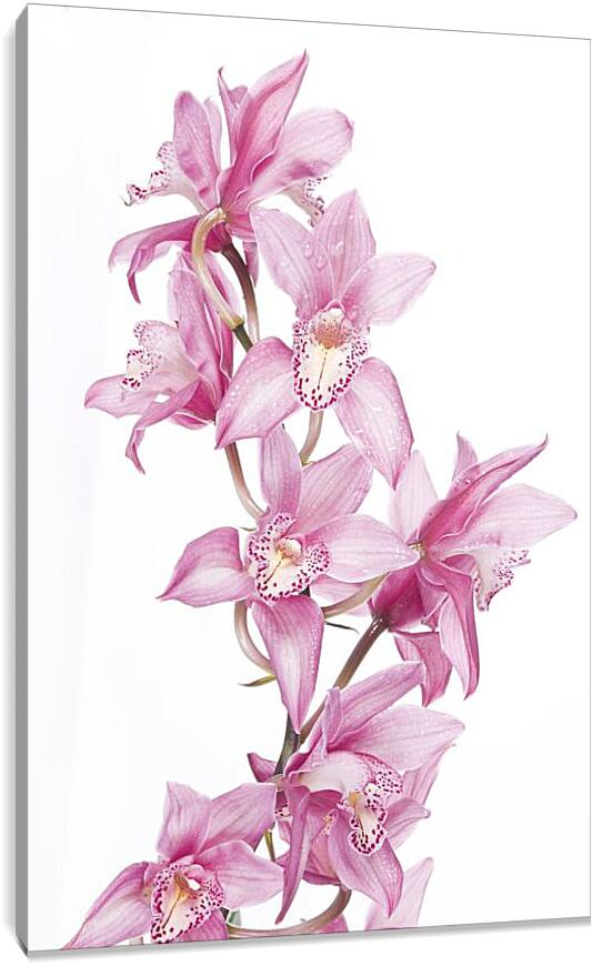 Постер и плакат - Орхидеи